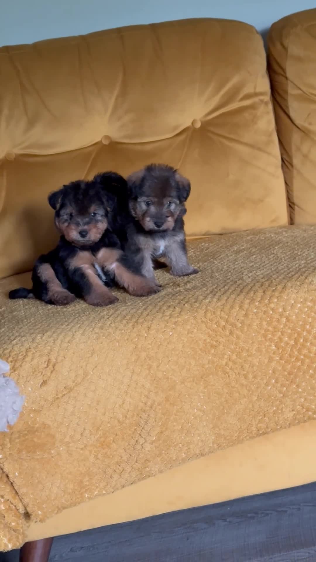 Welsh Terrier dogs for sale: Wawuzer puppies  in Haverfordwest - Video 1