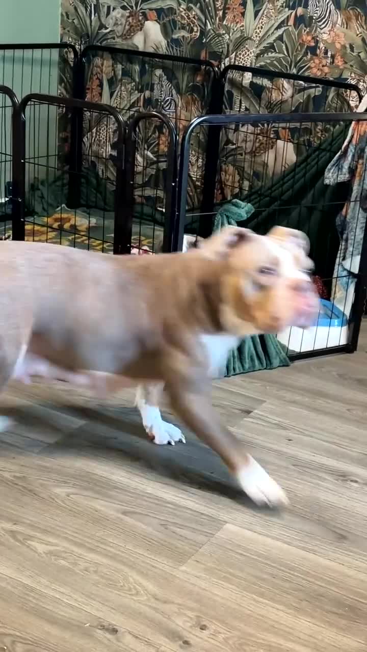 Olde English Bulldogge dogs for sale: One of a kind male puppy - Video 1