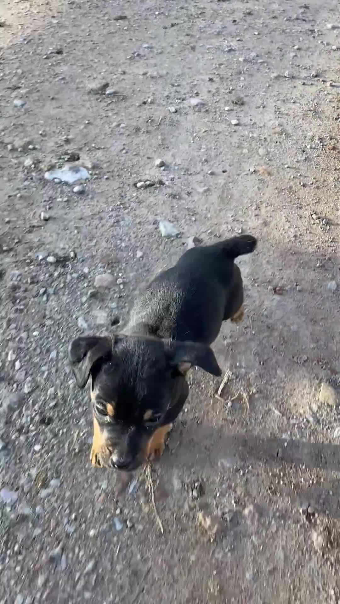 Jack Russell dogs for sale: Black and Tan Jack Russell pup - Video 1