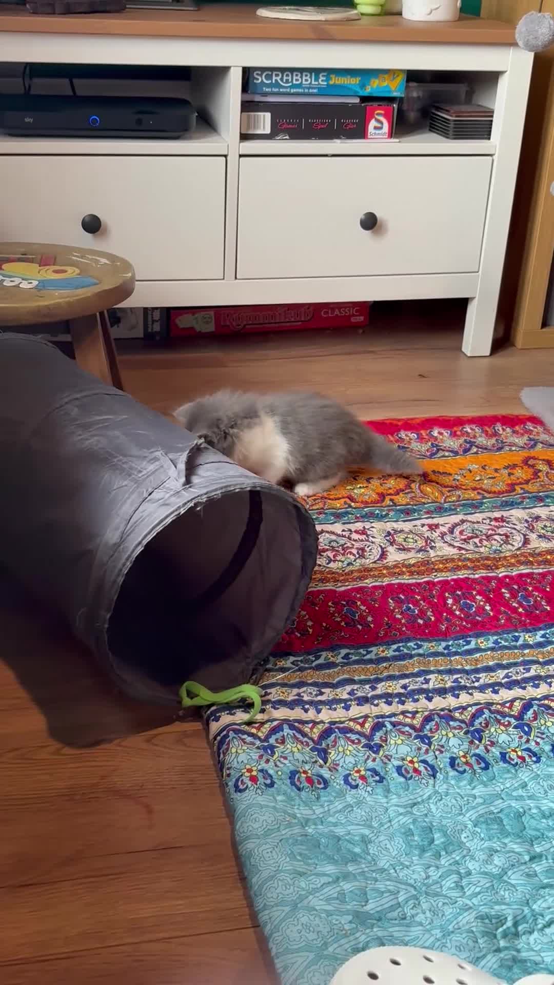 Ragdoll cats for sale: Ragdoll Cross Kittens  - Video 1