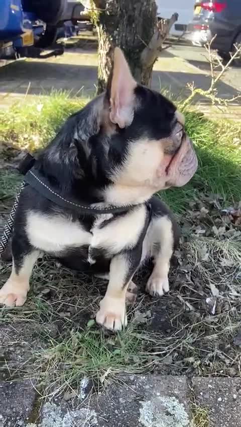 French Bulldog dogs for stud: 🔥🔥STUD🔥🔥 - Video 1