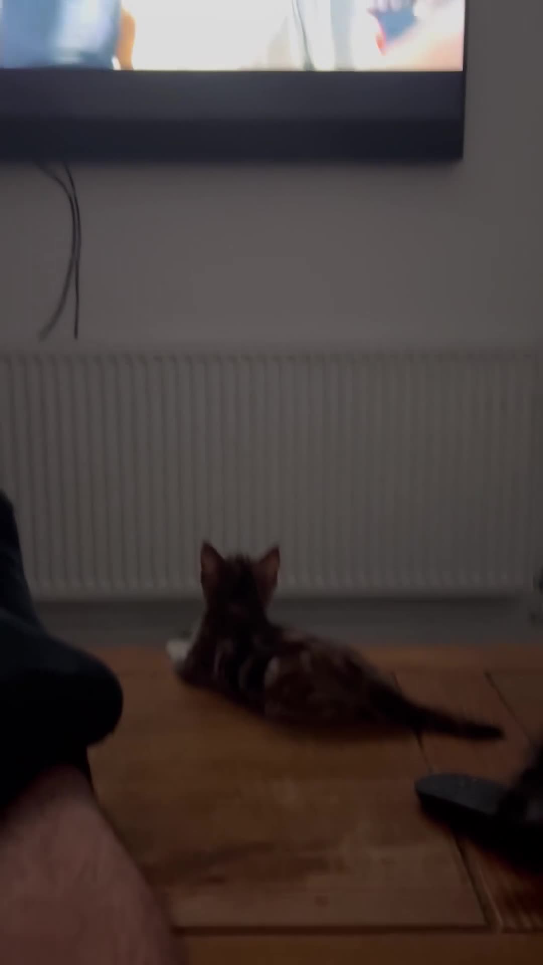 Siamese cats for sale: Lynx point Siamese  - Video 1