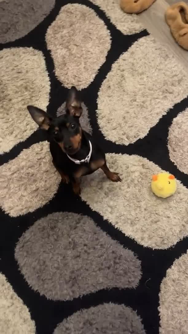 Miniature Pinscher dogs for sale: Lotty in Leeds - Video 1