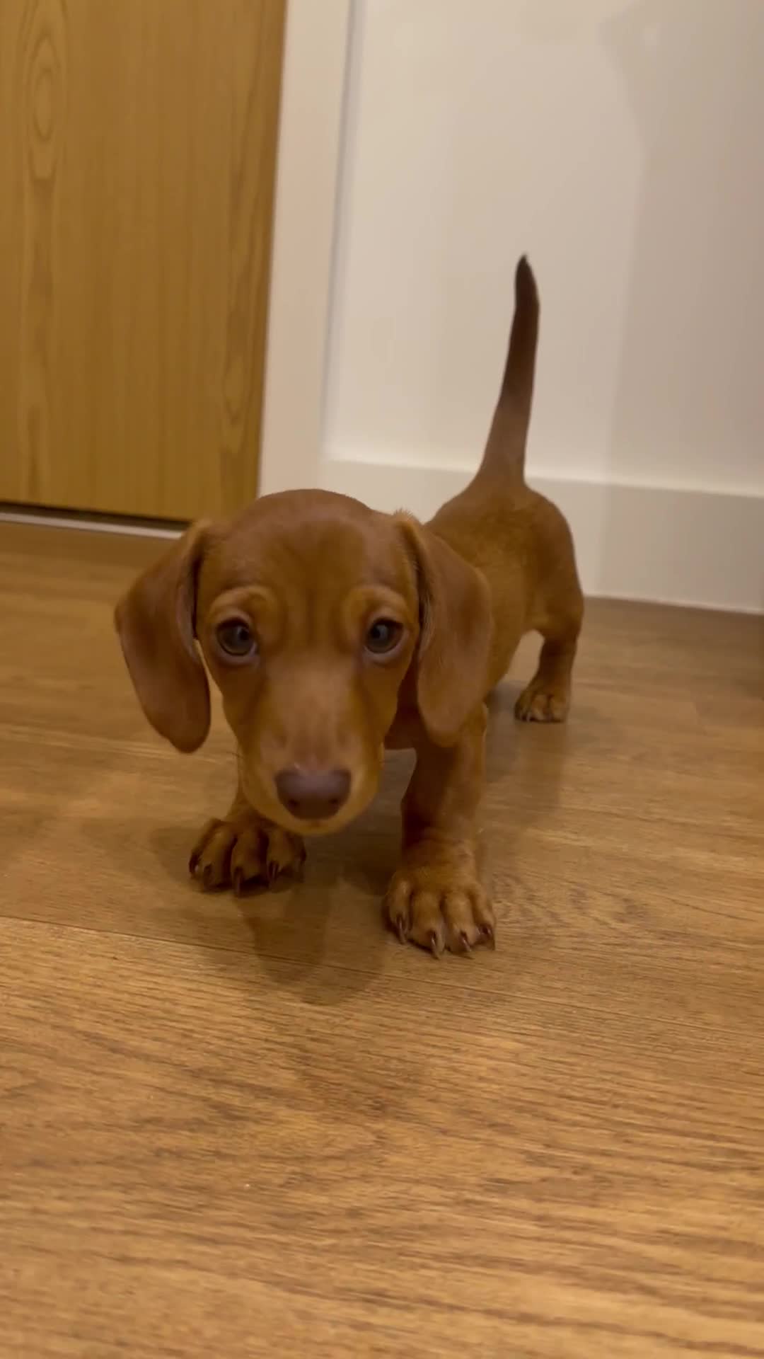 Miniature Dachshund dogs for sale: Mini smooth red dachshund girl - Video 2