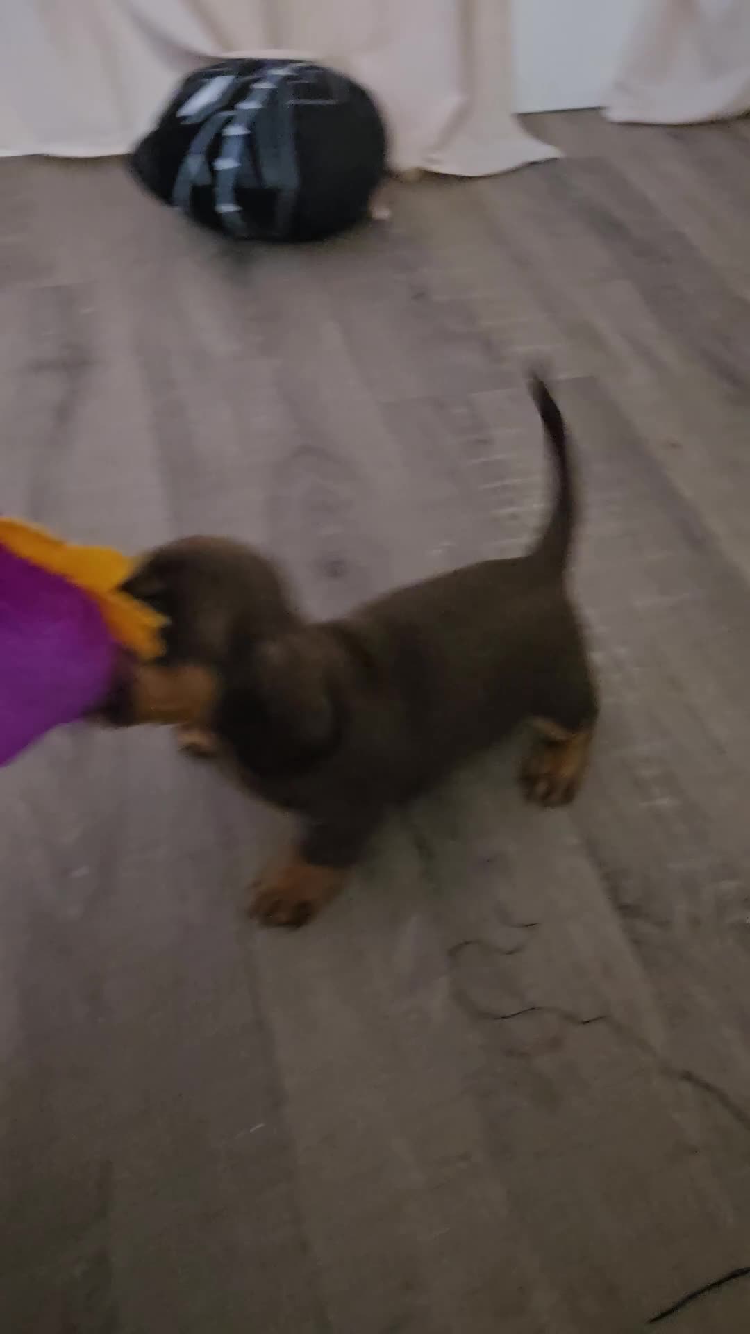 Miniature Dachshund dogs for sale: Miniture dashchounds - Video 4