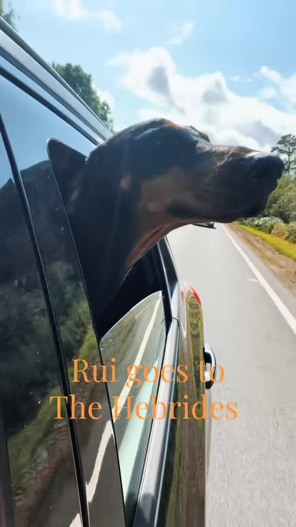 Dobermann dogs for sale: KC reg Dobie Pups | Two girls available - Video 2