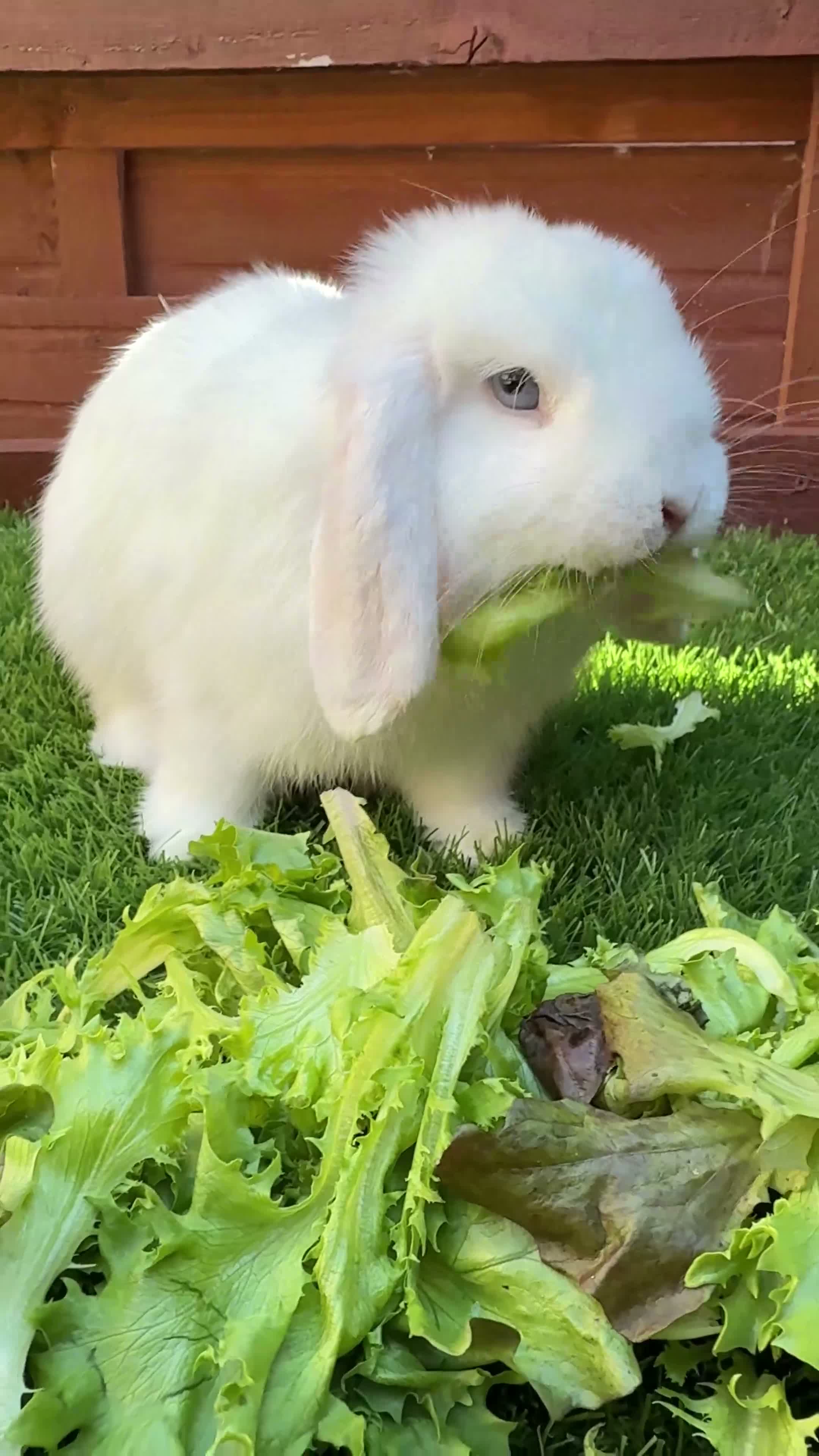 Mini Lop rabbits for sale: 🐰❤️ BEAUTIFUL 9-MONTH-OLD MINI LOP in Hereford - Video 1