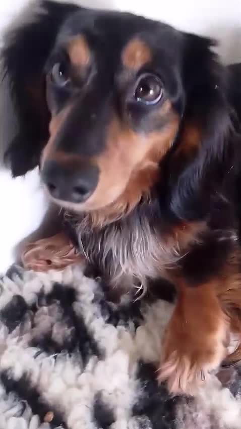 Miniature Dachshund dogs for sale: 🌟Dapple & Black Tan PRA Clear KC reg – June 26🌟 - Video 1