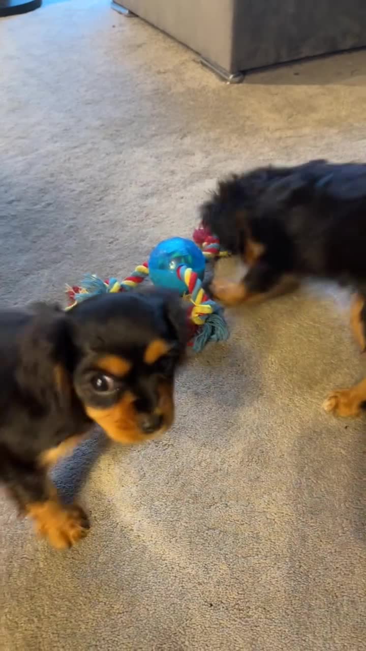 Cavalier King Charles Spaniel dogs for sale: ❤️ LAST PUP – Beautiful Cavalier Pups ❤️ - Video 4