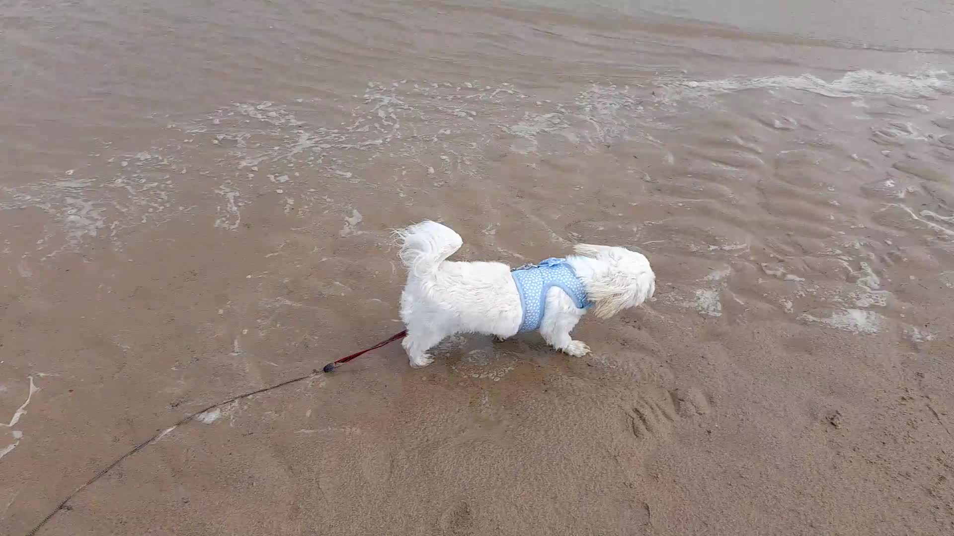 Malshi dogs for sale: 11 months old MALSHI PUPPY (FEMALE) - Video 1