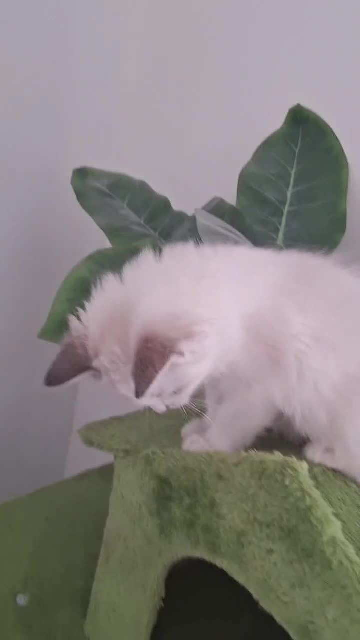 Ragdoll cats for sale: GCCF Gorgeous Pure Pedigree Ragdoll Kittens - Video 1