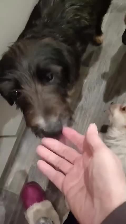 Mixed Breed dogs for adoption: 🐾MEET DUKE – a superb young boy for a Loving Home - Video 3