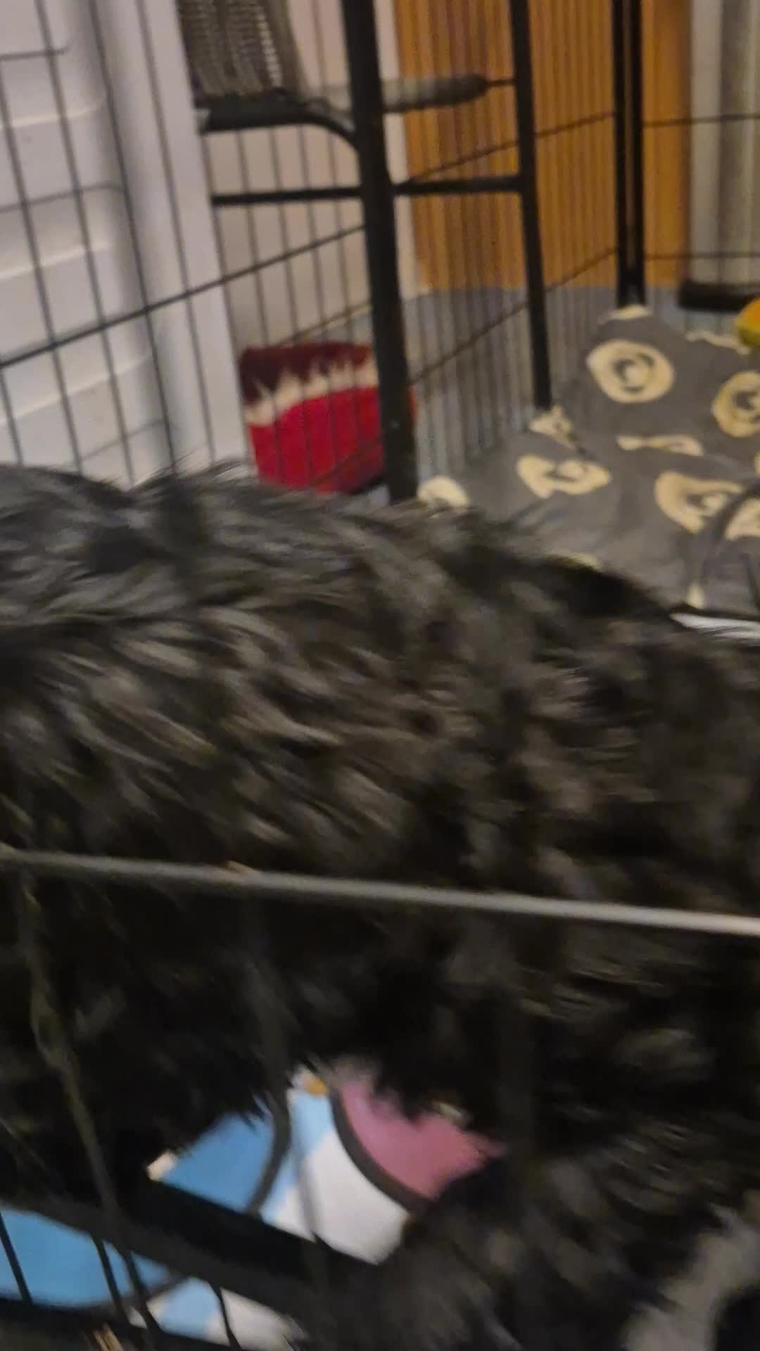 Mixed Breed dogs for sale: Puppies - Video 1