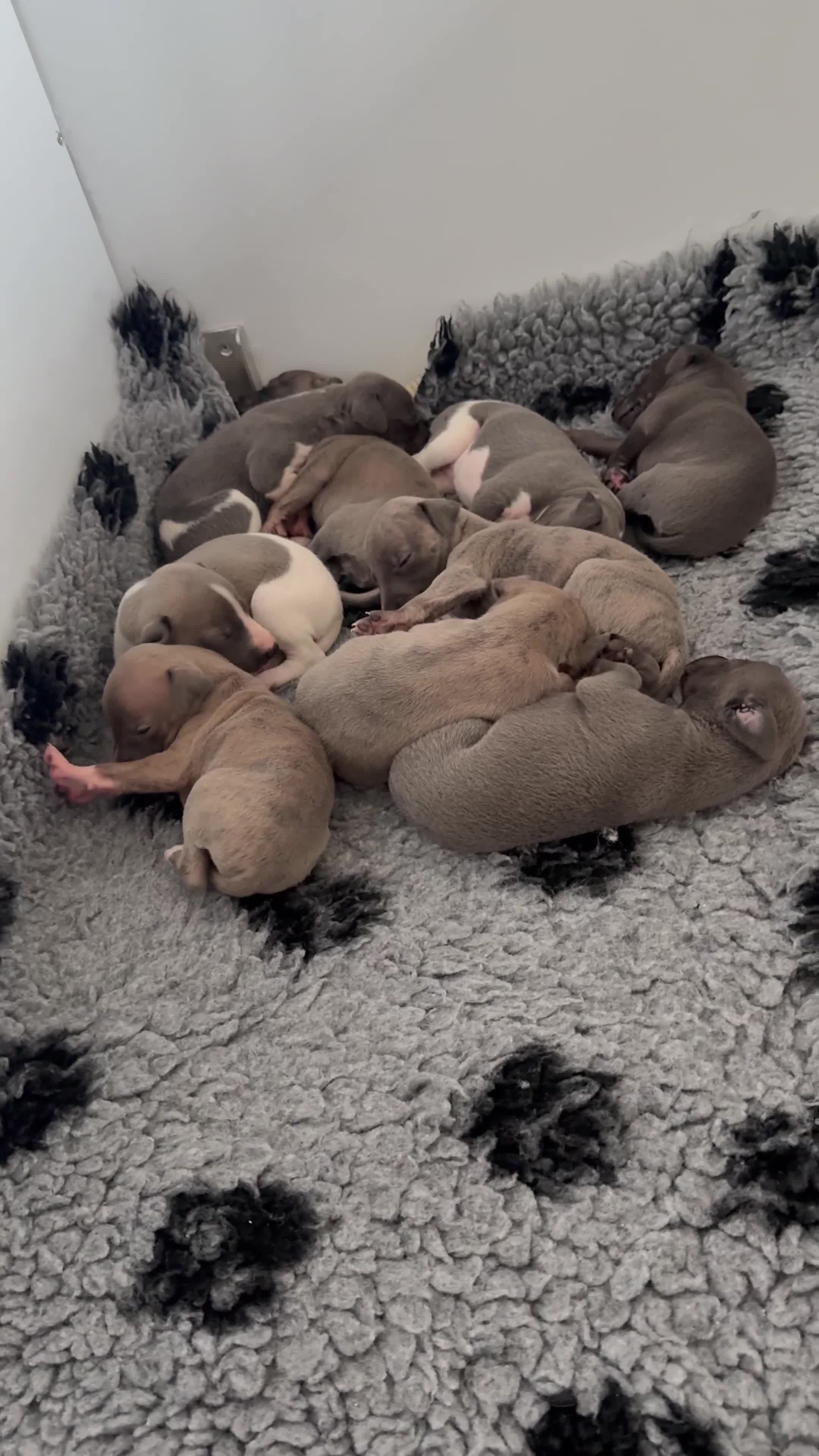 Whippet dogs for sale: OUTSTANDING PRESTIGIOUS LAGUNA BLUE WHIPPETS! KC - Video 1