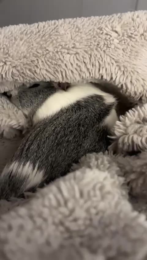 Guinea Pig rodents for sale: Gorgeous young guinea pigs  - Video 2