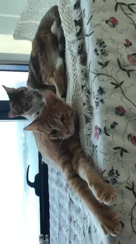 Mixed Breed cats for adoption: TALULA RARE GINGER GIRL & CALLIE 6M BONDED GIRL  - Video 5
