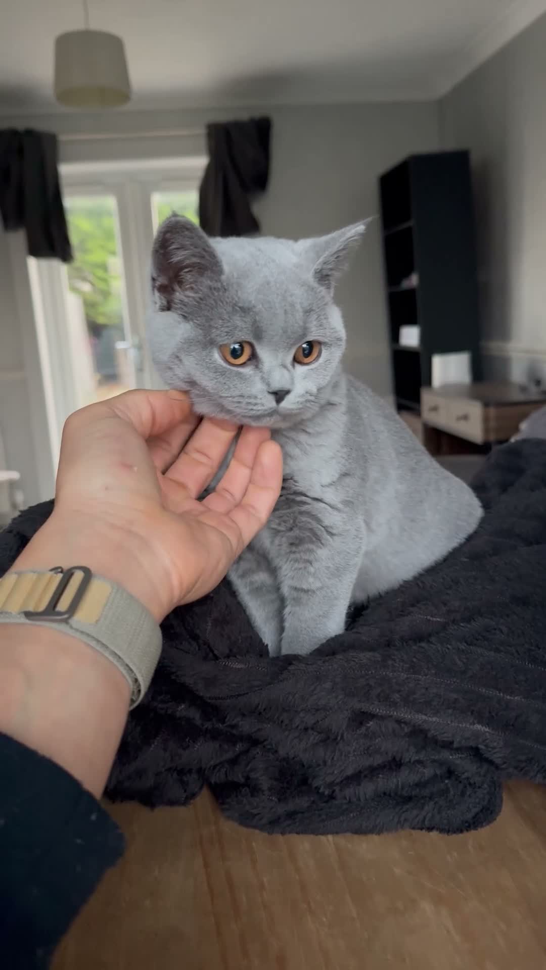 British Shorthair cats for sale: BRITISH SHORT HAIR (1 and a half yo) in Edinburgh - Video 2