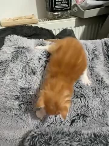 Maine Coon cats for sale: Maine coon kittens Tica registered parents  - Video 3