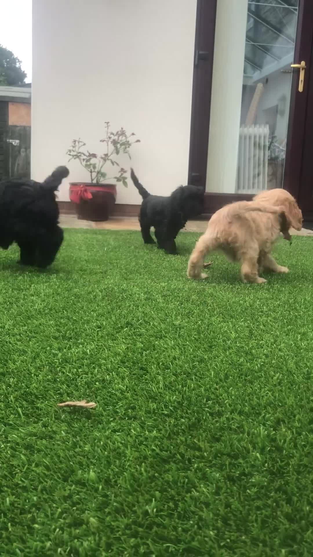 Cockapoo dogs for sale: F1 cockapoo puppies registered breeder - Video 1
