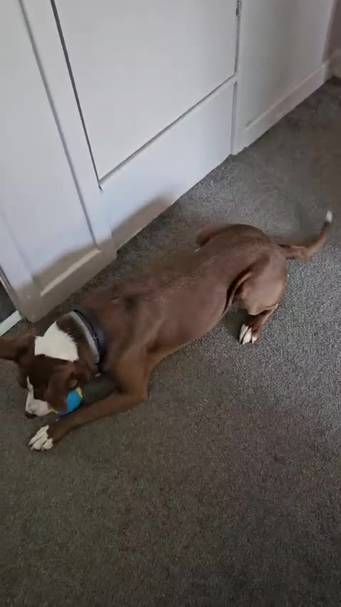 Mixed Breed dogs for adoption: Urgent 🚨 No Fee HELP Foster Home Needed  in Hengoed - Video 1