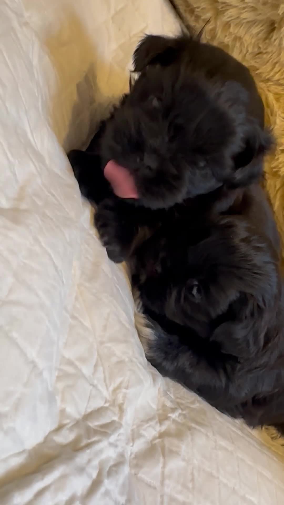 Shih Tzu dogs for sale: Pedigree Shih Tzu puppies - Video 2