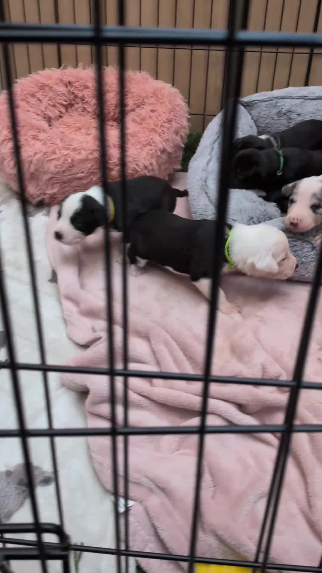 Mixed Breed dogs for sale: Borador bully puppies x3 girl viewings now  - Video 3