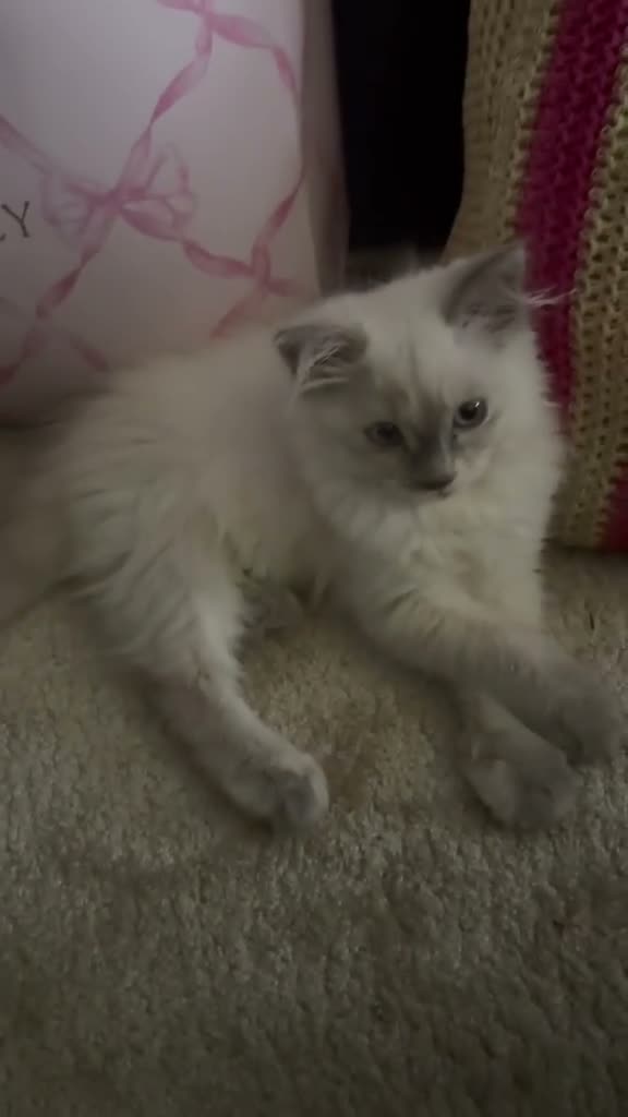 Ragdoll cats for sale: Cute ragdoll girls ready for their new home - Video 1