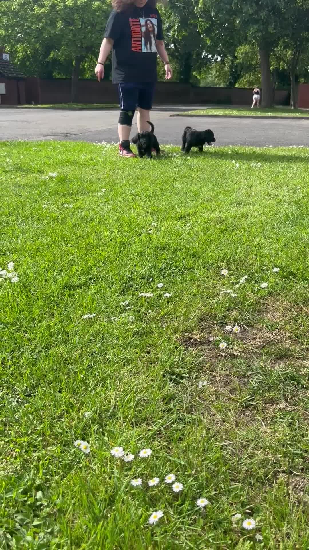 Cocker Spaniel dogs for sale: Working cocker spaniel puppies (READY TO LEAVE) - Video 1