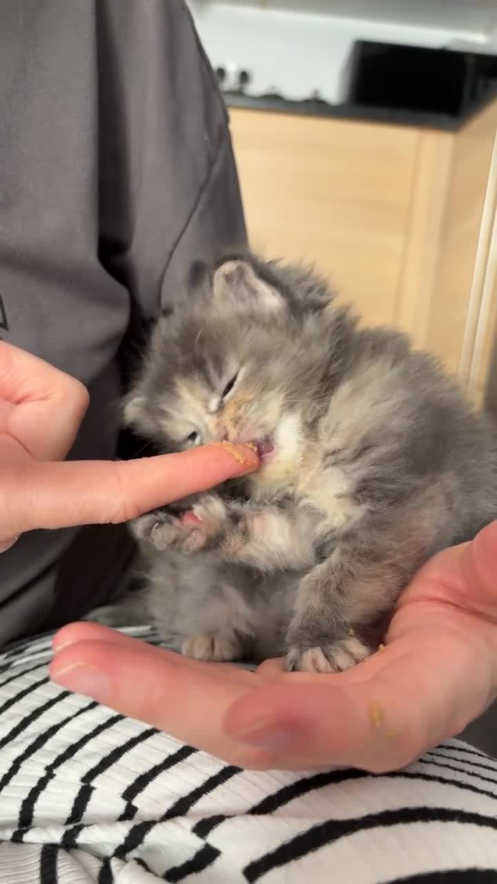 Maine Coon cats for sale: Stunning purebred Maine Coon Kittens  - Video 1