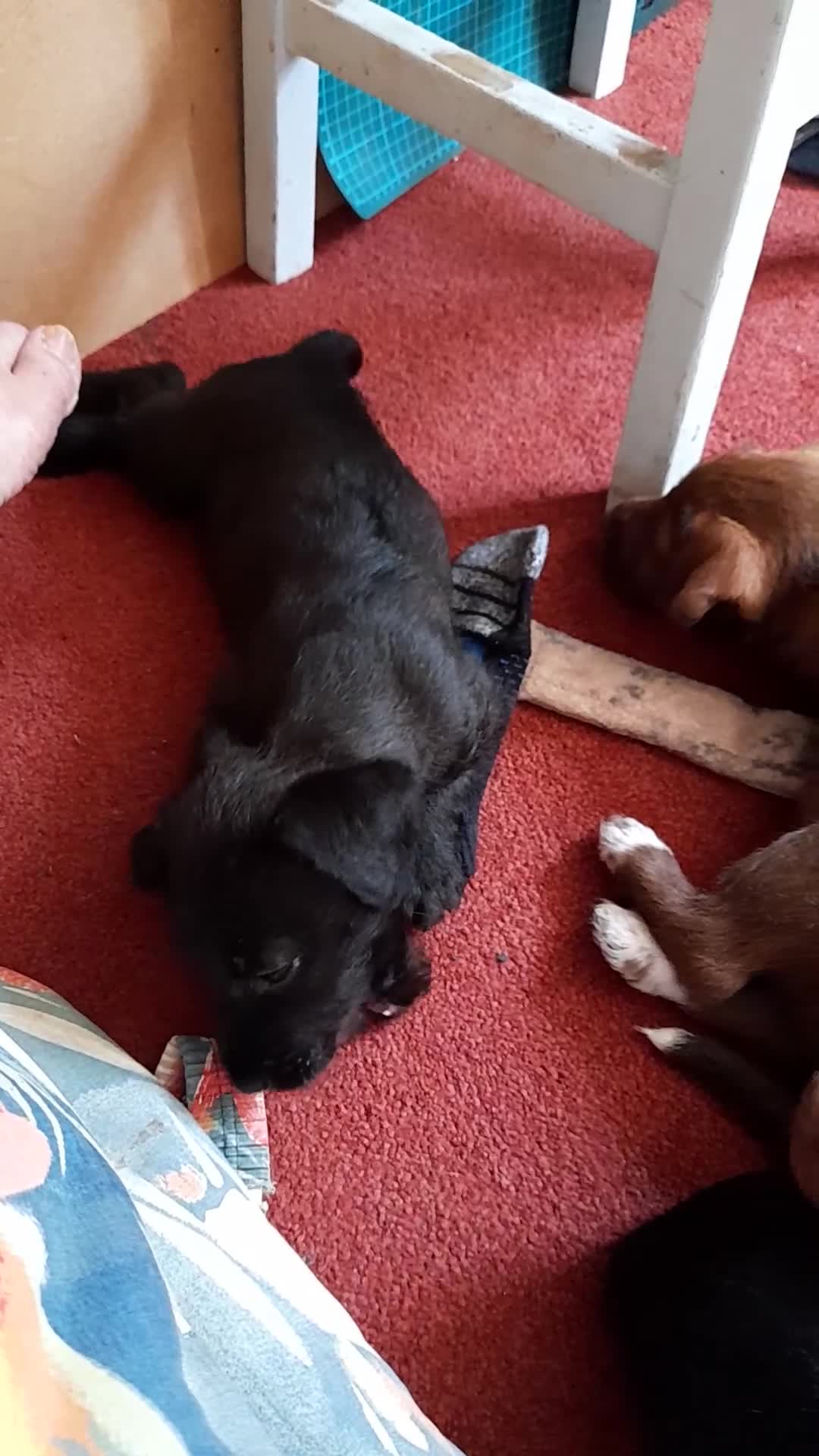 Patterdale Terrier dogs for sale: Beautiful female Patterdale puppy ready now - Video 1