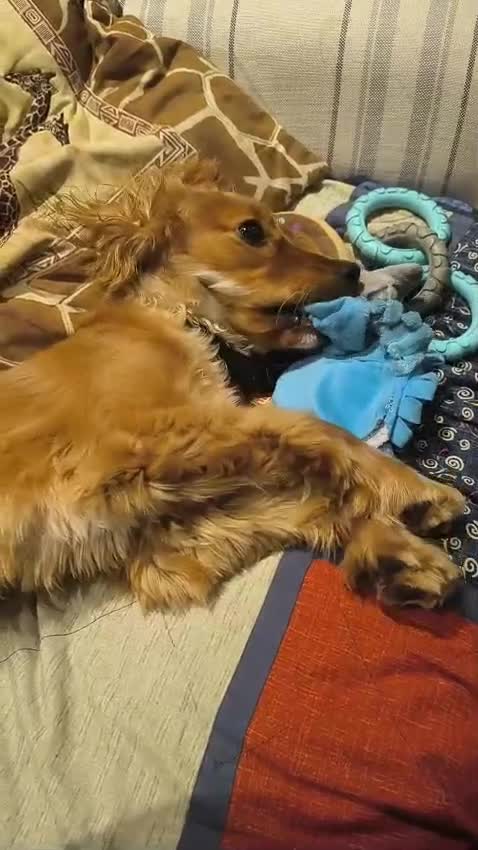 Cavapoo dogs for sale: 7-Month Cavapoo x Spaniel Looking for Forever Home - Video 1