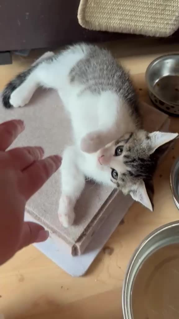 Mixed Breed cats for sale: LAST 3 FLUFFY BRIGHT EYES KITTENS!MUMS RAGDOLL - Video 2