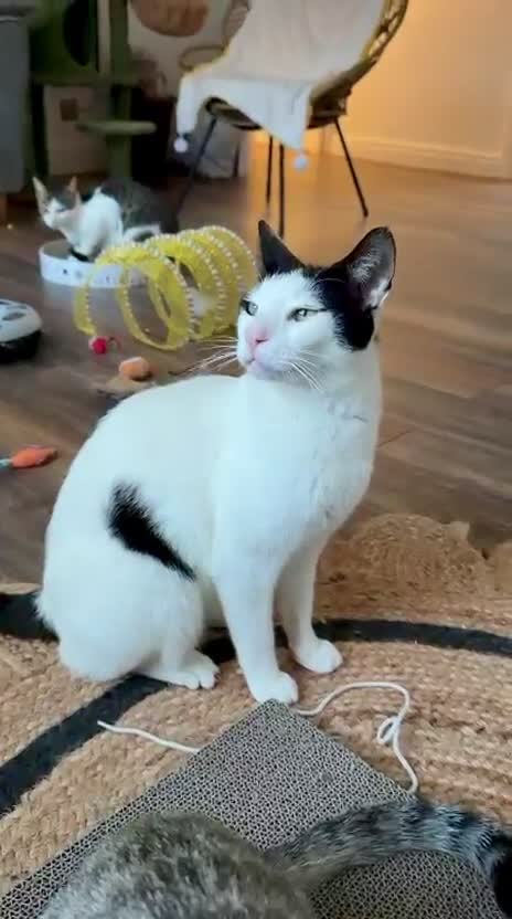 Domestic Shorthair cats for adoption: Leo (House/Indoor Cat) - Video 1