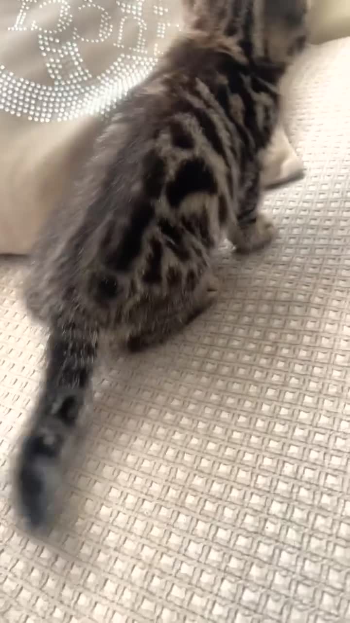 Mixed Breed cats for sale: Beautiful Snow Bengal/Black Tabby Kittens - Video 1