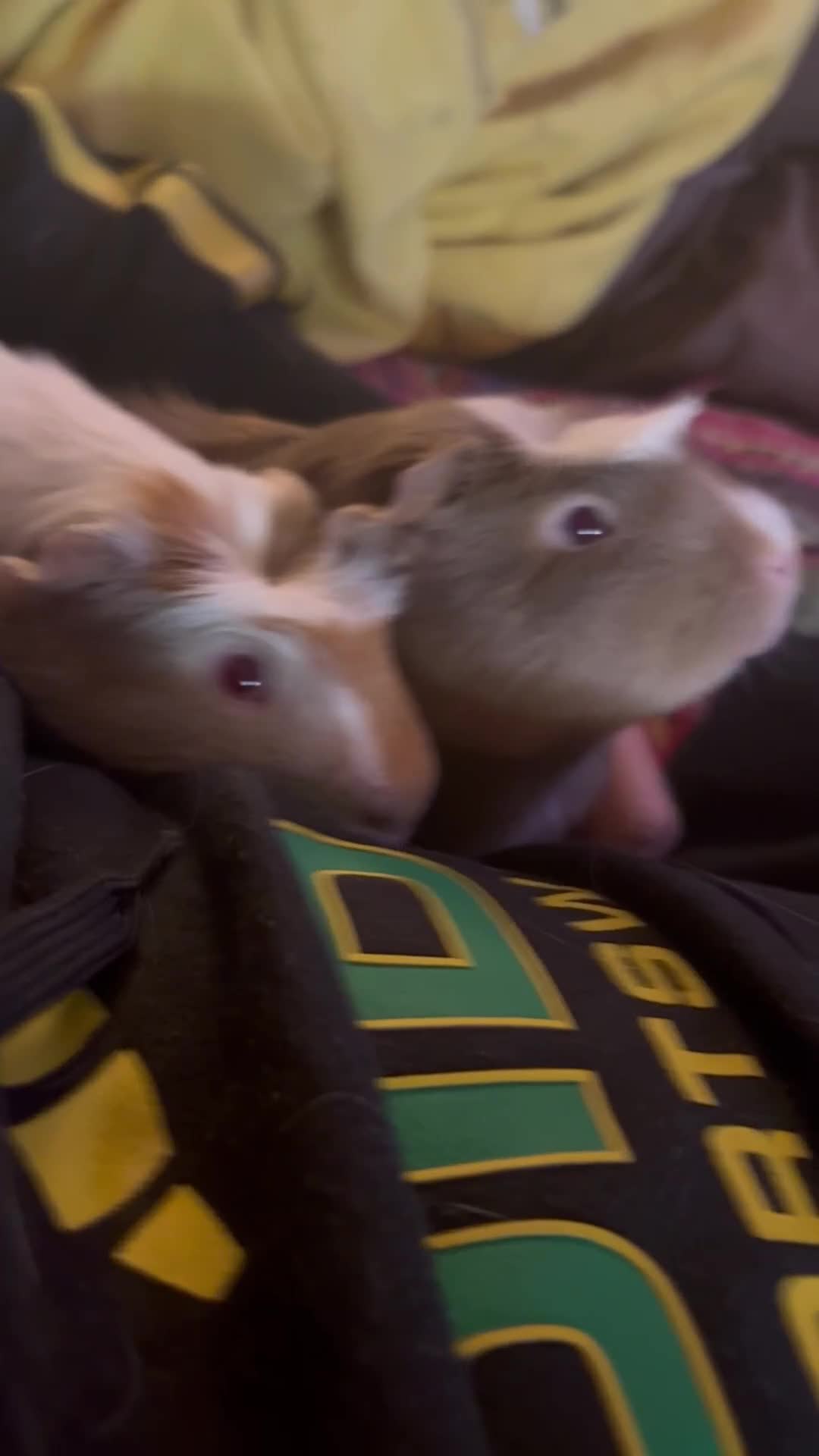 Guinea Pig rodents for sale: Percy Quincy Barry & Ray in Sale - Video 2