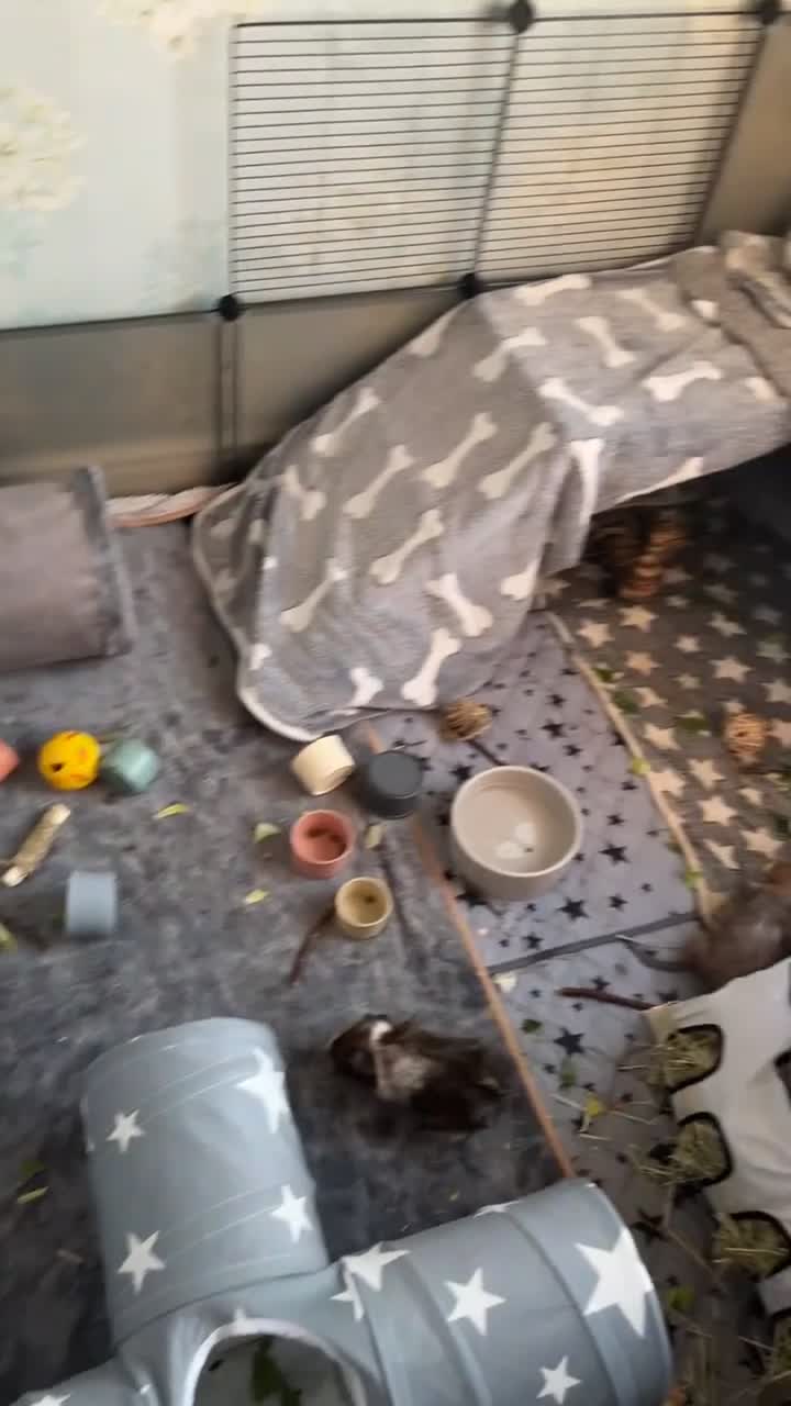 Guinea Pig rodents for sale: Guinea pigs and set up price can be discussed - Video 1