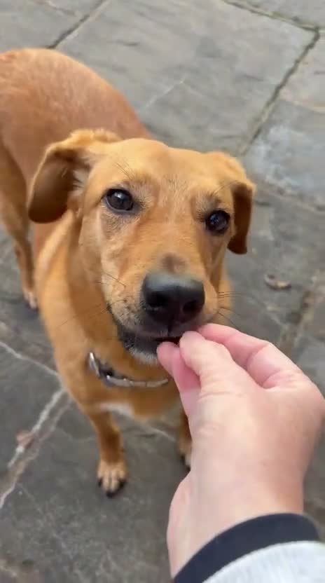 Mixed Breed dogs for adoption: 💙HARRY💙 – THE SOFTEST FUR, THE SWEETEST HEART in Retford - Video 2