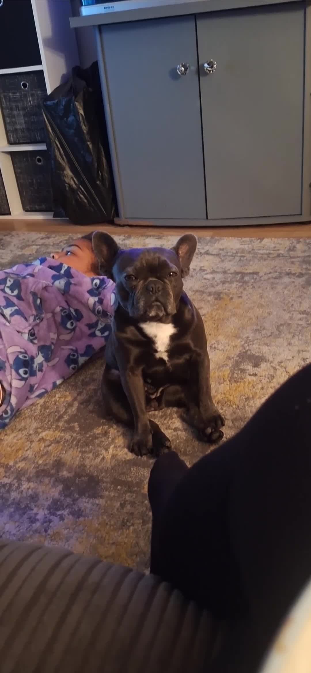 French Bulldog dogs for sale: Great Frenchie. 2 years old. Female - Video 2