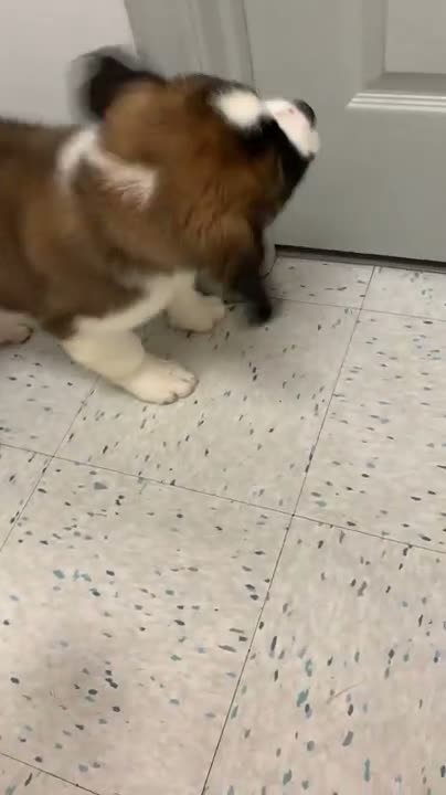 Saint Bernard dogs for sale: Classic healthy saint Bernard puppies ready now.. in Bath - Video 1