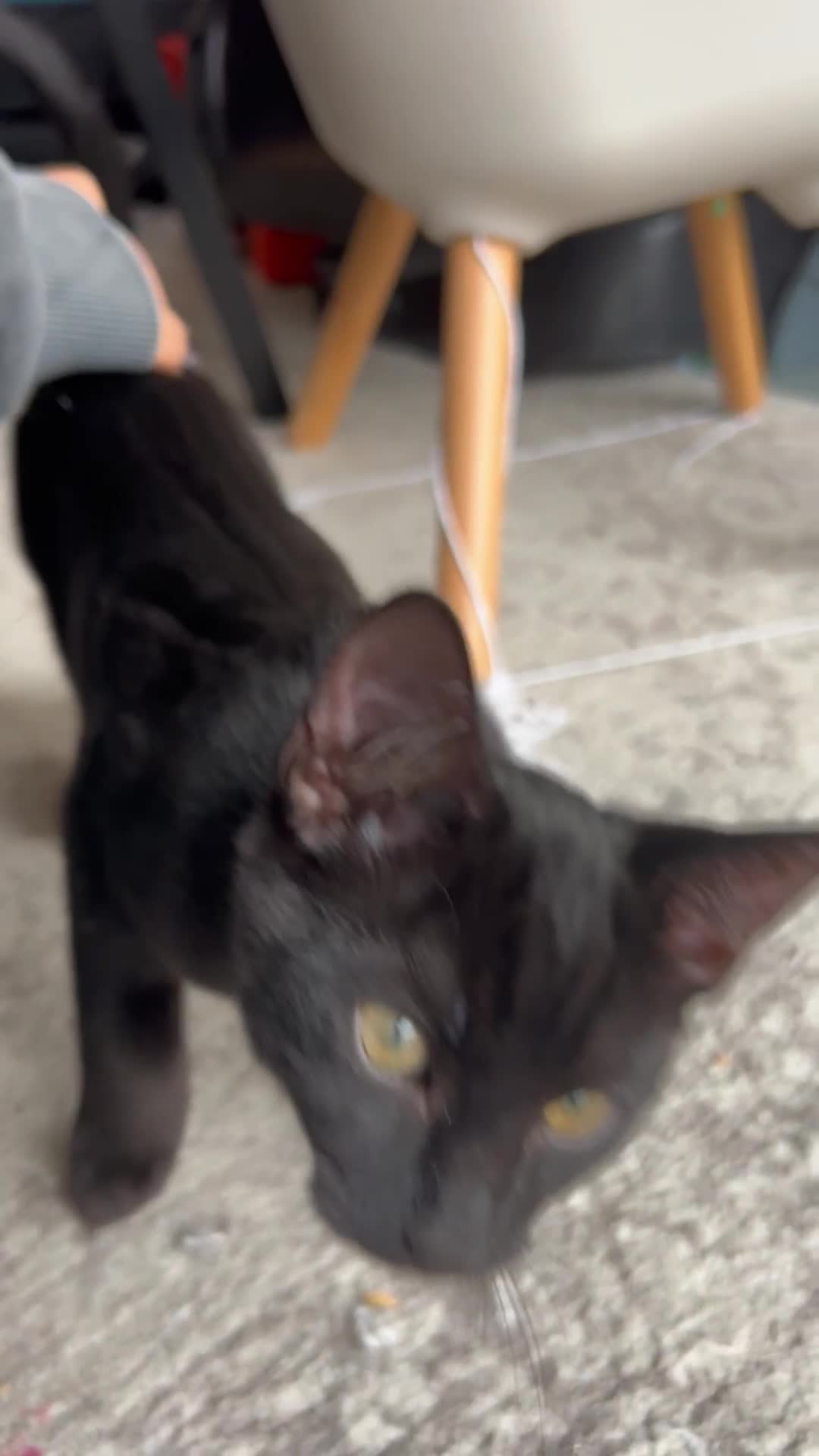 Bombay cats for sale: Friendly and smart Kittens  - Video 1
