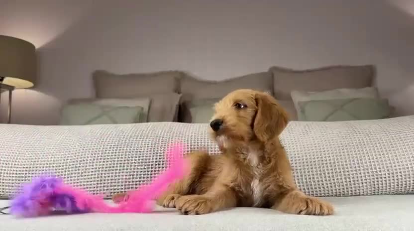 Goldendoodle dogs for sale: “OAKWELL RETRIEVERS” INSTAGRAM  - Video 3