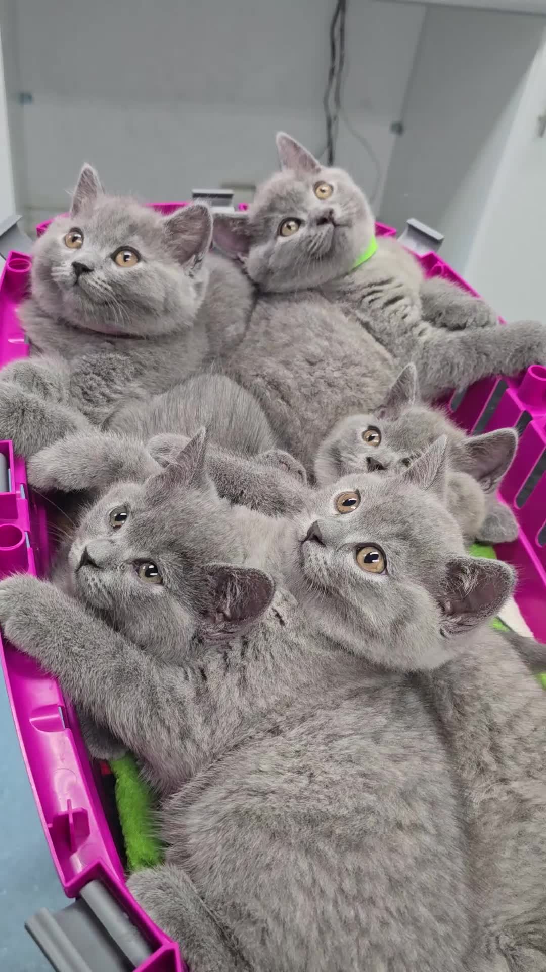 British Shorthair cats for sale: British Blue Shorthair - Video 1