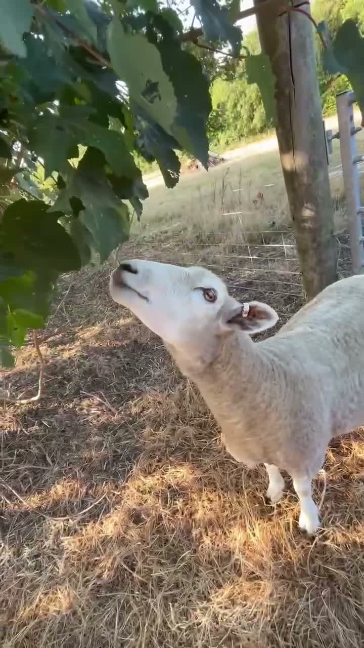 Sheep livestock for sale: Romney Ewe  in Ashford - Video 1