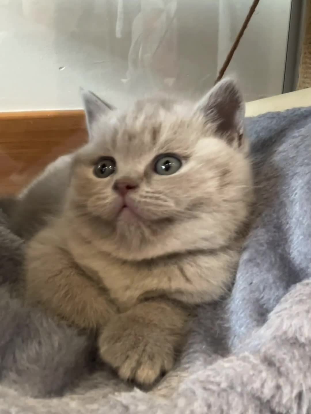 British Shorthair cats for sale: 💙GCCF BSH Kittens🩷 - Video 3