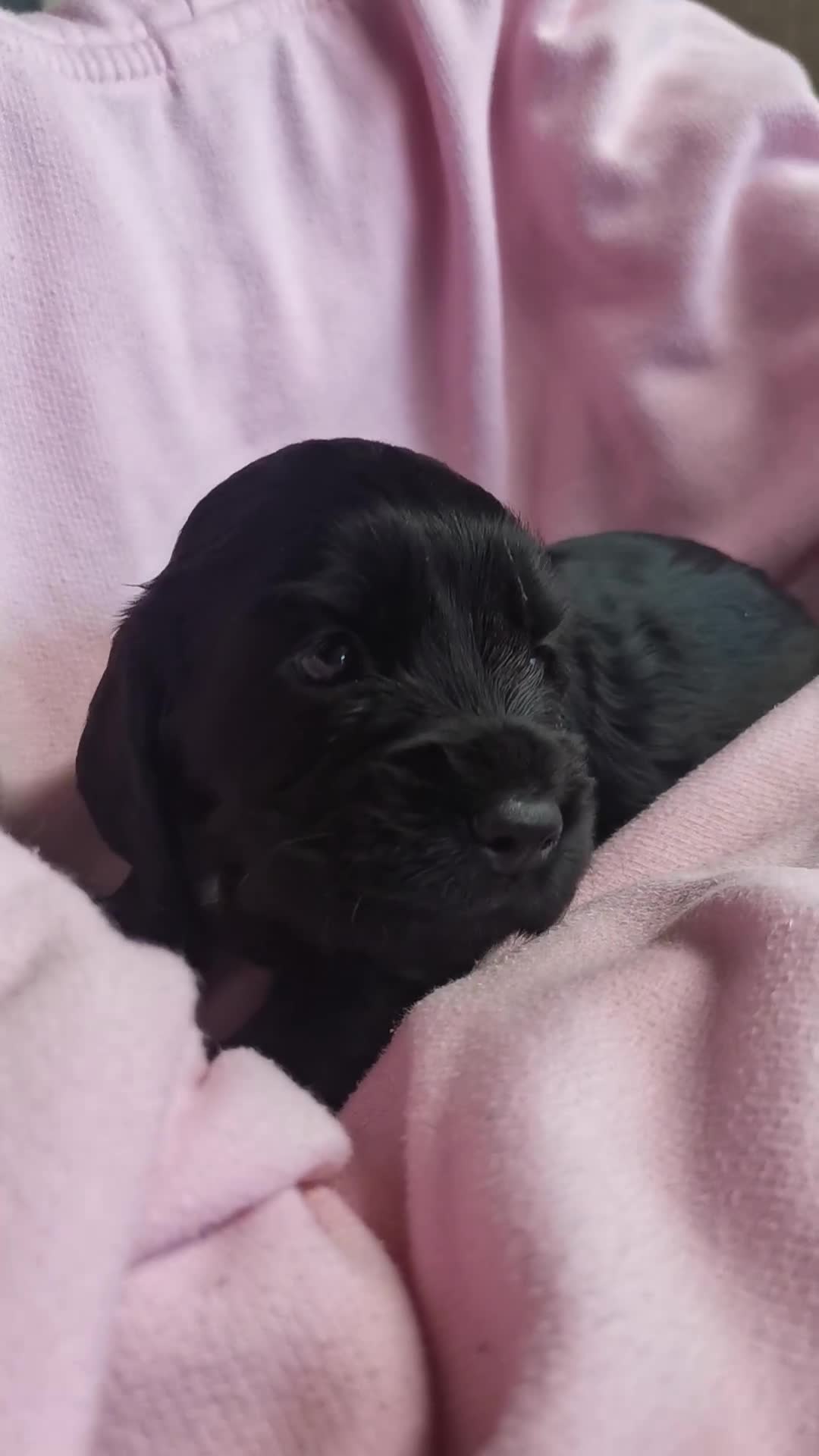 Cocker Spaniel dogs for sale: Adorable Cocker Spaniels  - Video 1
