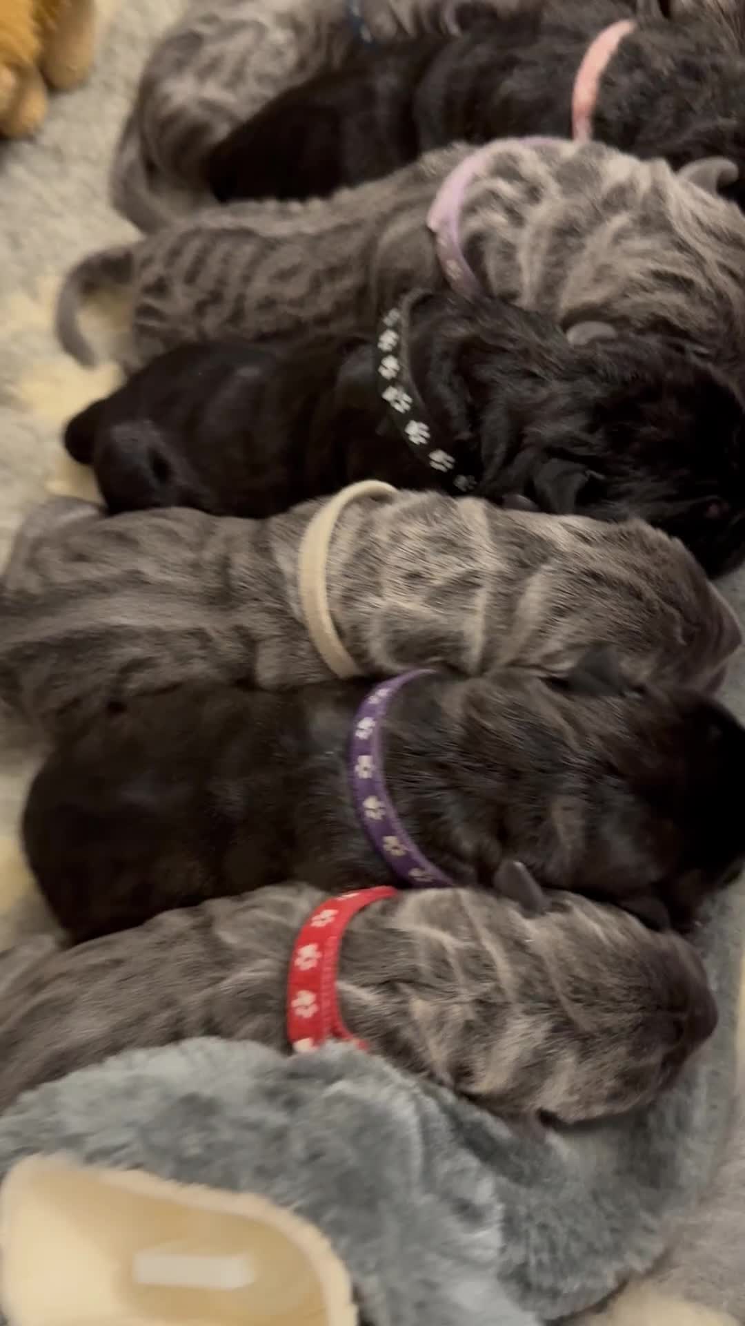 Neapolitan Mastiff dogs for sale: Neapolitan mastiff puppies  - Video 2