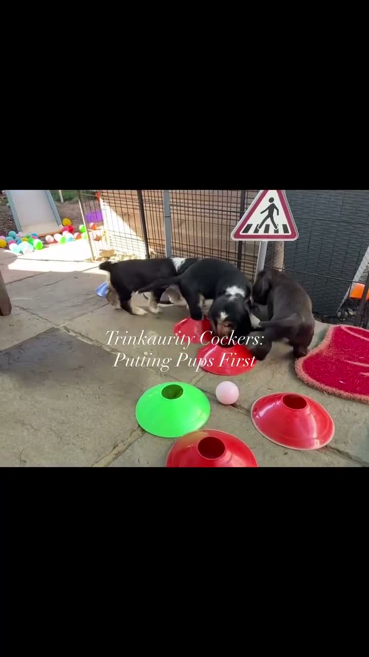 Cocker Spaniel dogs for sale: Ready Now RKC Reg DNA CLEAR Show Cocker Female in Fareham - Video 1