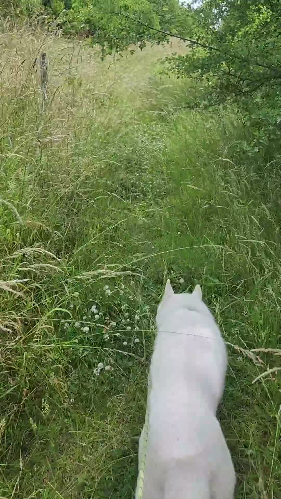 Siberian Husky dogs for sale: 1 year old  - Video 1