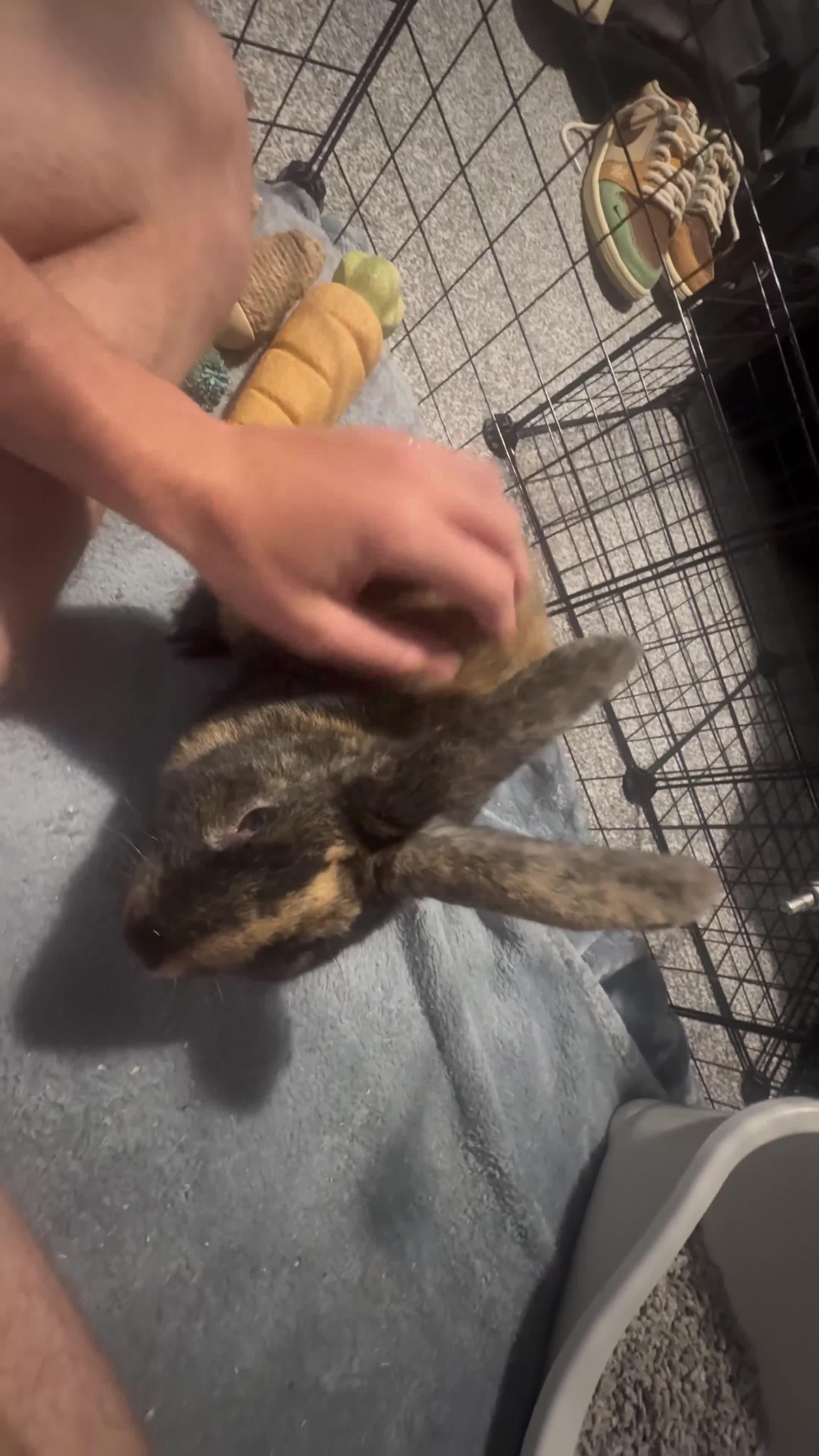 Rex rabbits for sale: Daniel simpson - Video 1