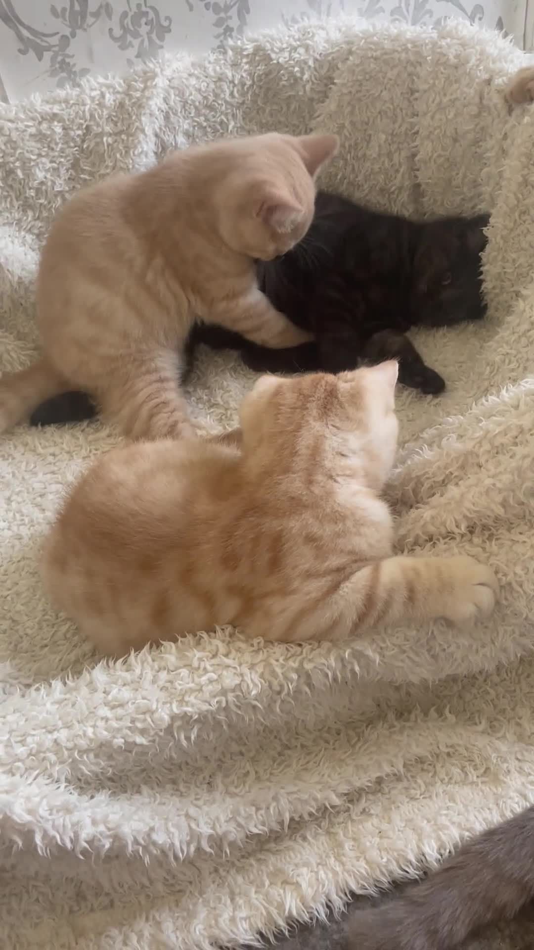British Shorthair cats for sale: 🩷 British Shorthair Tabby Kittens *Ready Now* 💙 - Video 1